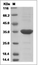 PITPNA protein SDS-PAGE