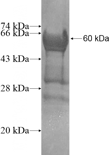 Recombinant Human SII-TFIIS,TCEA1 SDS-PAGE