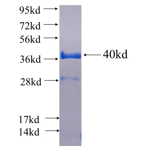 Recombinant human TAX1BP3 SDS-PAGE