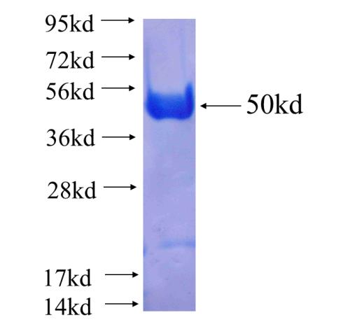 Recombinant human SFPQ SDS-PAGE