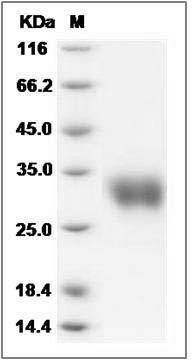 Mouse IFNB1 / IFN-beta / Interferon beta Protein SDS-PAGE