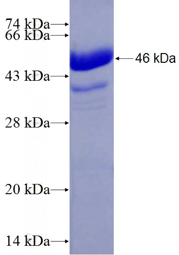 Recombinant Human PTBP1 SDS-PAGE