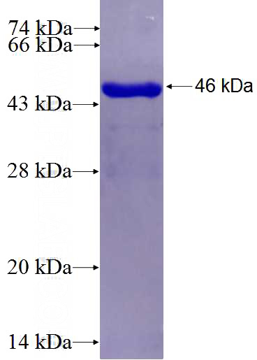 Recombinant Human WNT7A SDS-PAGE