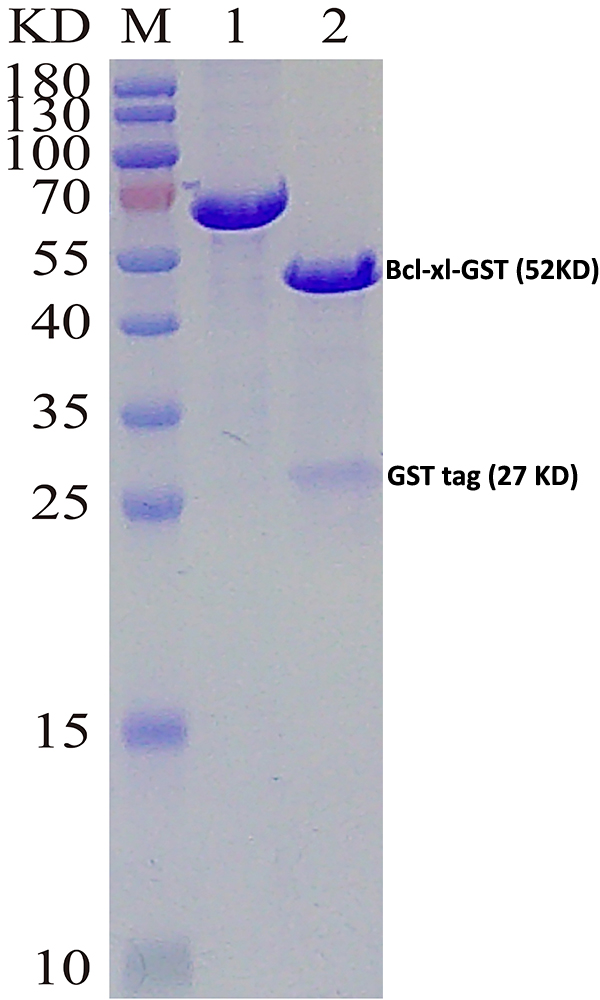 SDS-PAGE result. M: Maker, Lane 1: BSA (4ug), Lane 2: Bcl-xL-GST (4ug)