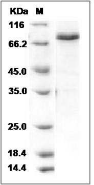 Mouse Smad3 Protein (His & GST Tag) SDS-PAGE