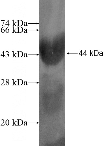 Recombinant Human SPATA5L1 SDS-PAGE