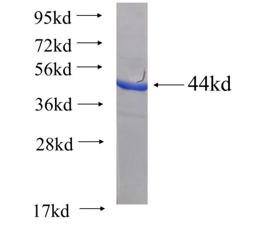 Recombinant human TLR3 SDS-PAGE