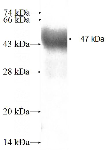 Recombinant Human TBX2 SDS-PAGE