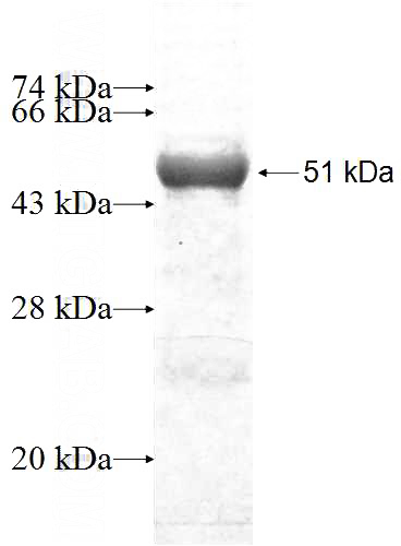 Recombinant Human RTP1 SDS-PAGE