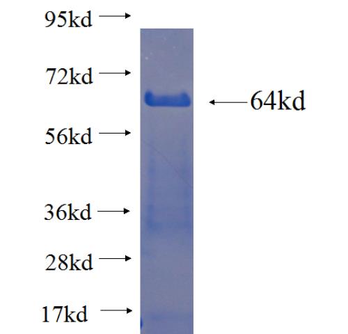 Recombinant human FUS/TLS SDS-PAGE