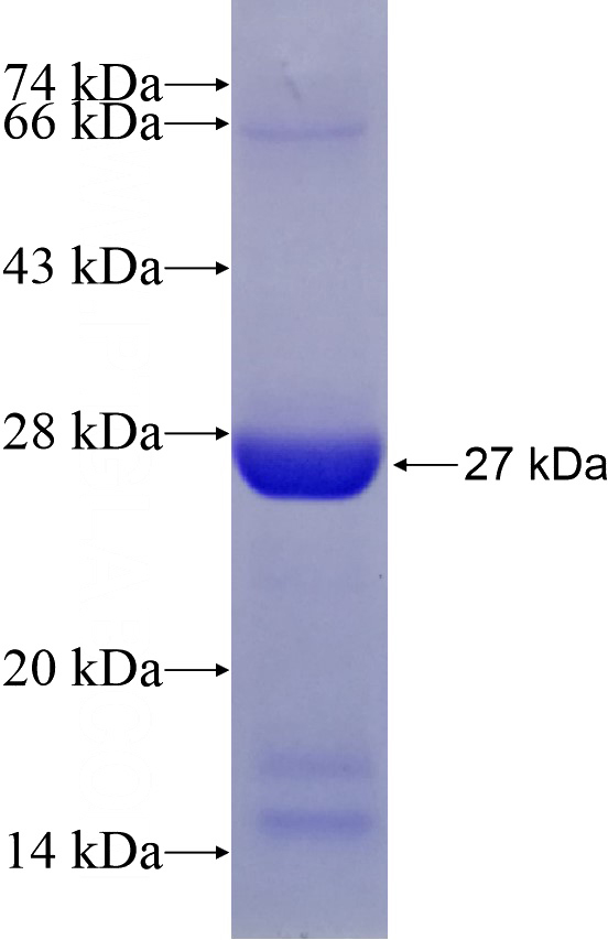 Recombinant Human UNC45A SDS-PAGE