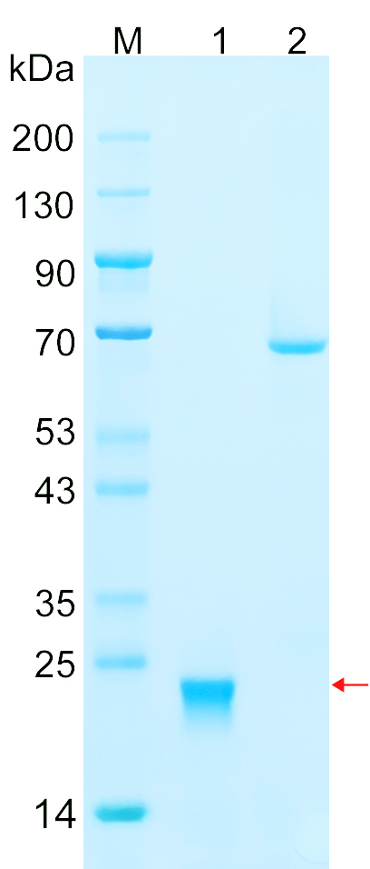 Recombinant Human KRAS (G12C) Protein SDS-PAGE