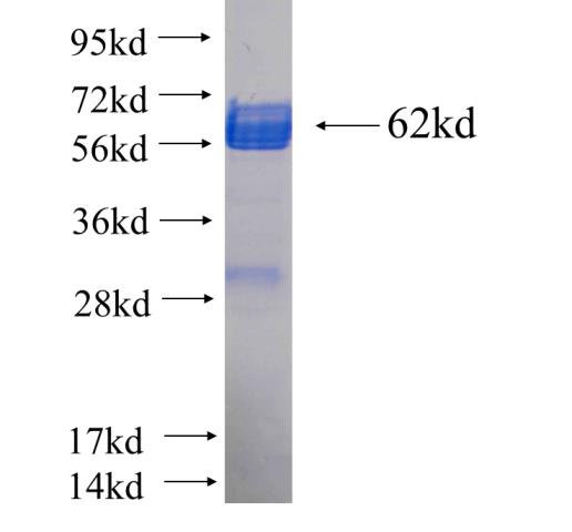 Recombinant human DNAJB2 SDS-PAGE