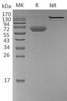 Human CD47/MER6 (Fc & Avi tag) recombinant protein