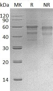 Mouse Tnfrsf14 (Fc tag) recombinant protein