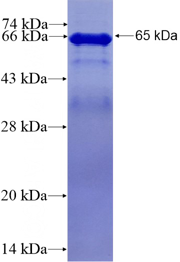 Recombinant Human USP13 SDS-PAGE