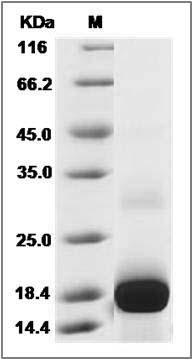 Human CCL23 / MIP 3 Protein SDS-PAGE