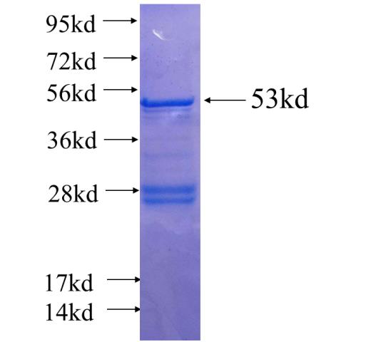 Recombinant human MCM2 SDS-PAGE