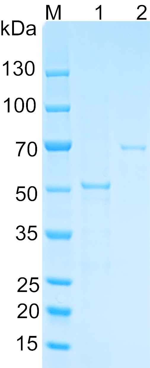 Recombinant Human YAP1 SDS-PAGE