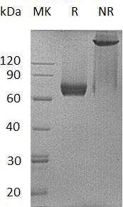 Mouse Il7r (Fc tag) recombinant protein