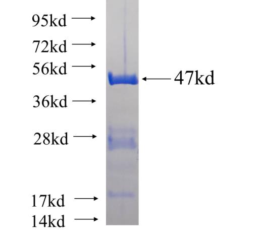 Recombinant human PROX1 SDS-PAGE