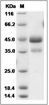 Cynomolgus ALK-2 / ACVR1 / ALK2 Protein (Fc Tag) SDS-PAGE