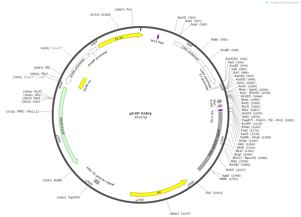 EFNA1 Human  cDNA/ORF Clone