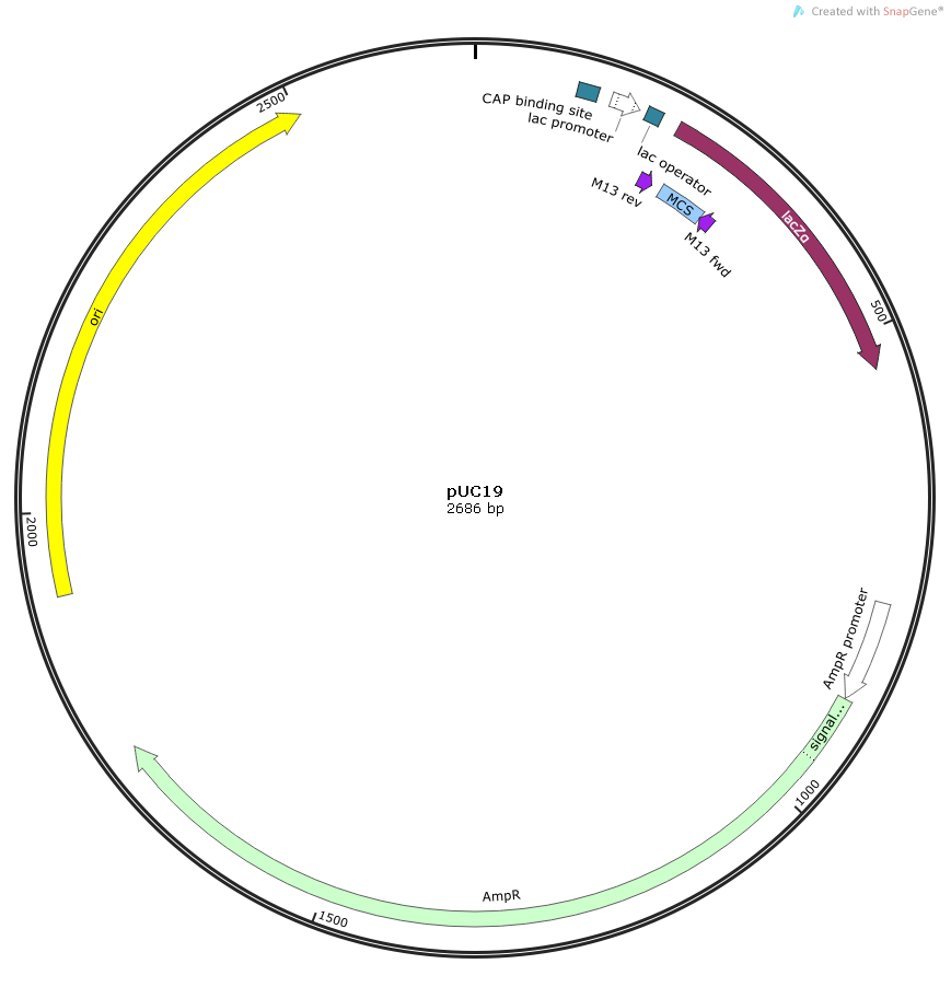 TUBA1A Human  cDNA/ORF Clone