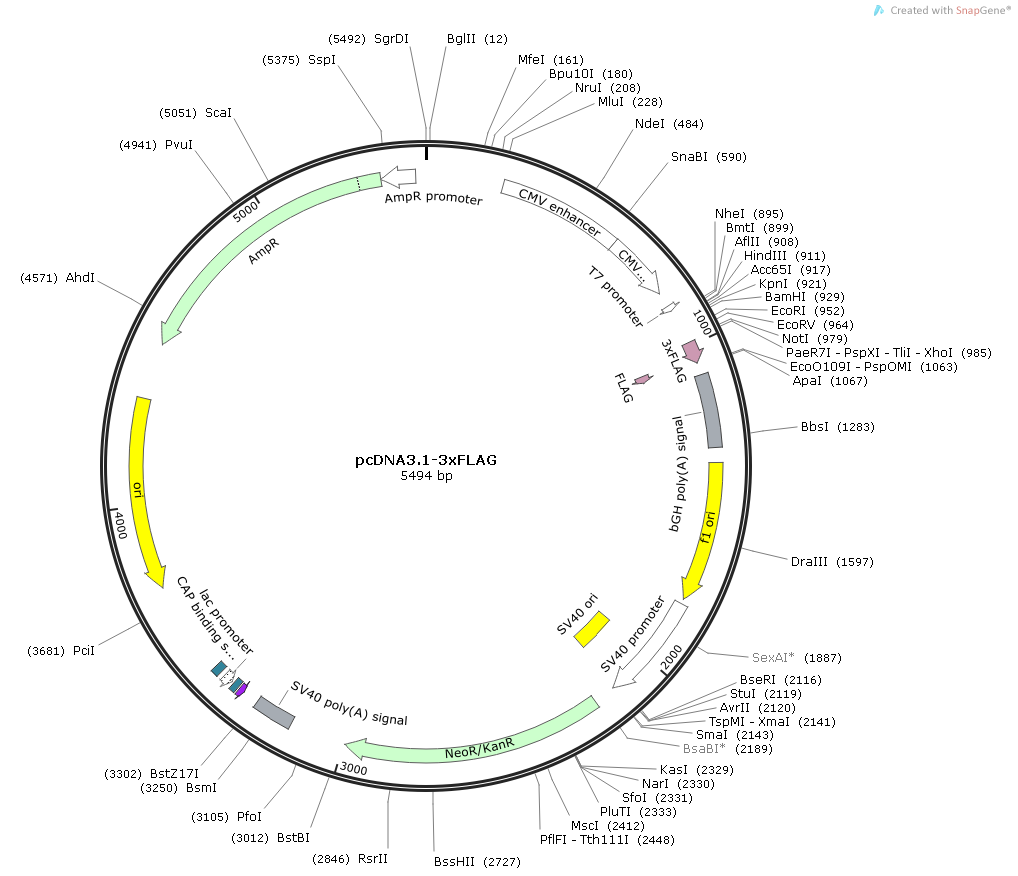 ABCA3 Human  cDNA/ORF Clone