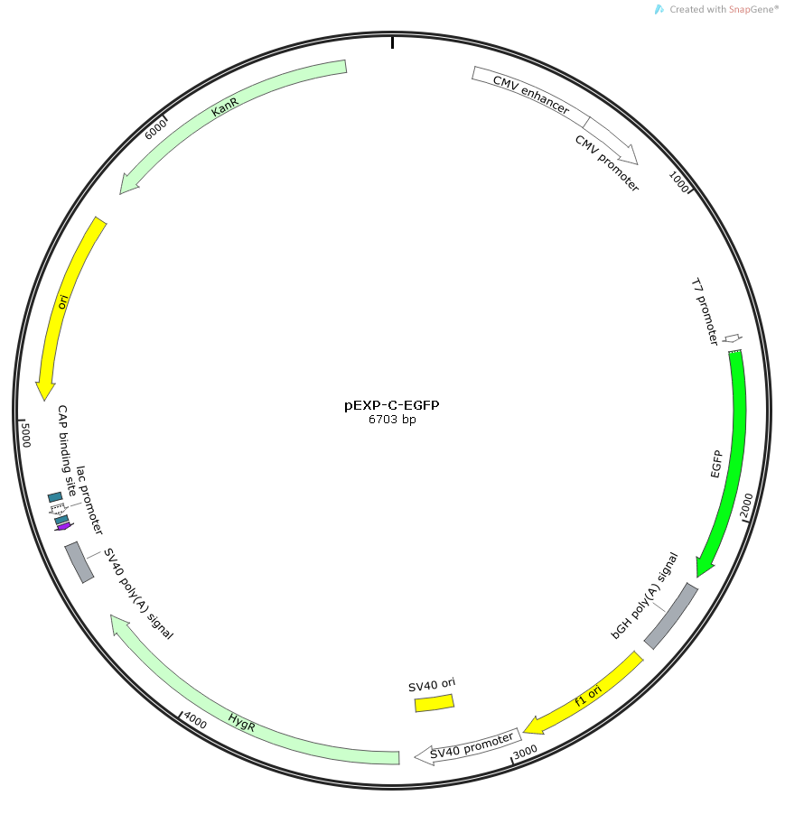IL2RB Human  cDNA/ORF Clone