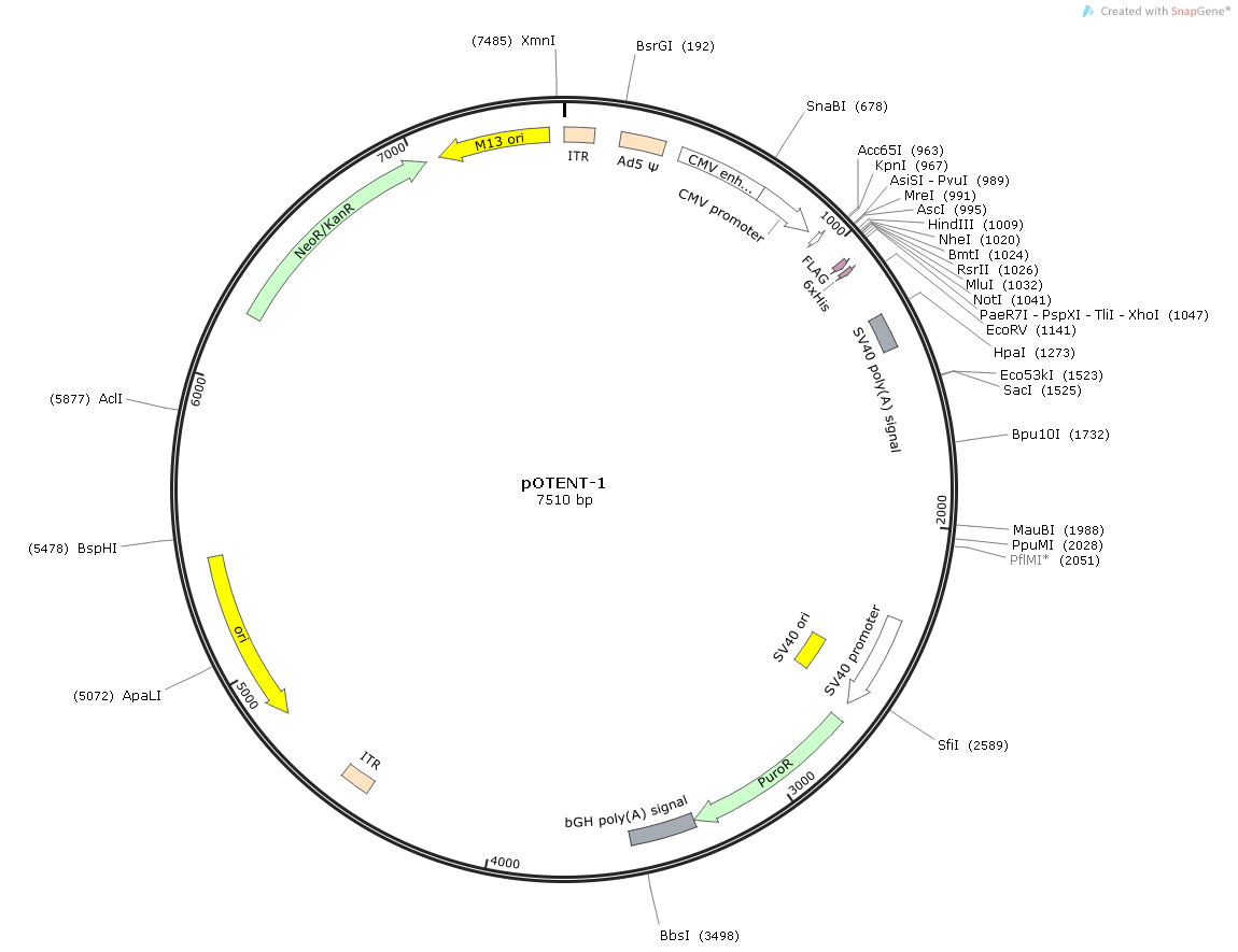 PPARG Human  cDNA/ORF Clone