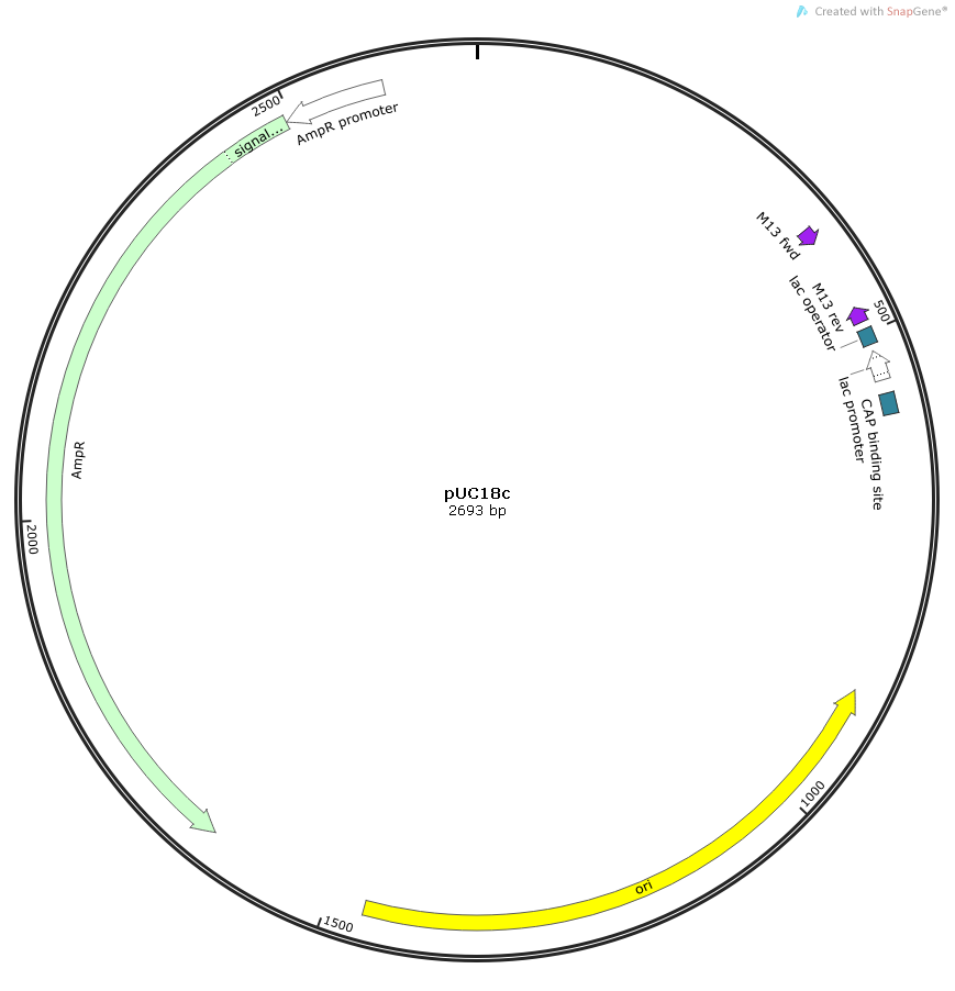 CCL5 Dog  cDNA/ORF Clone