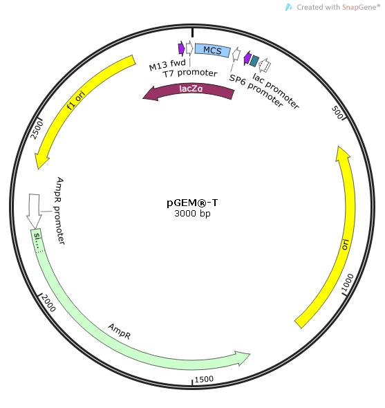 Cd68 Rat  cDNA/ORF Clone